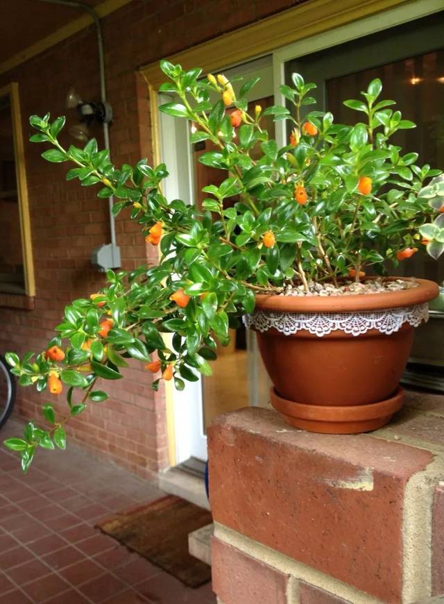 好养的盆栽花卉排名前十,盆栽花比较好养的有哪些