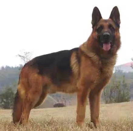 项目部旗帜顺序,项目部和矩阵