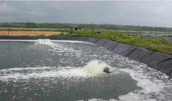 对虾出现空肠空胃原因及解决办法,对虾空肠空胃用什么药好