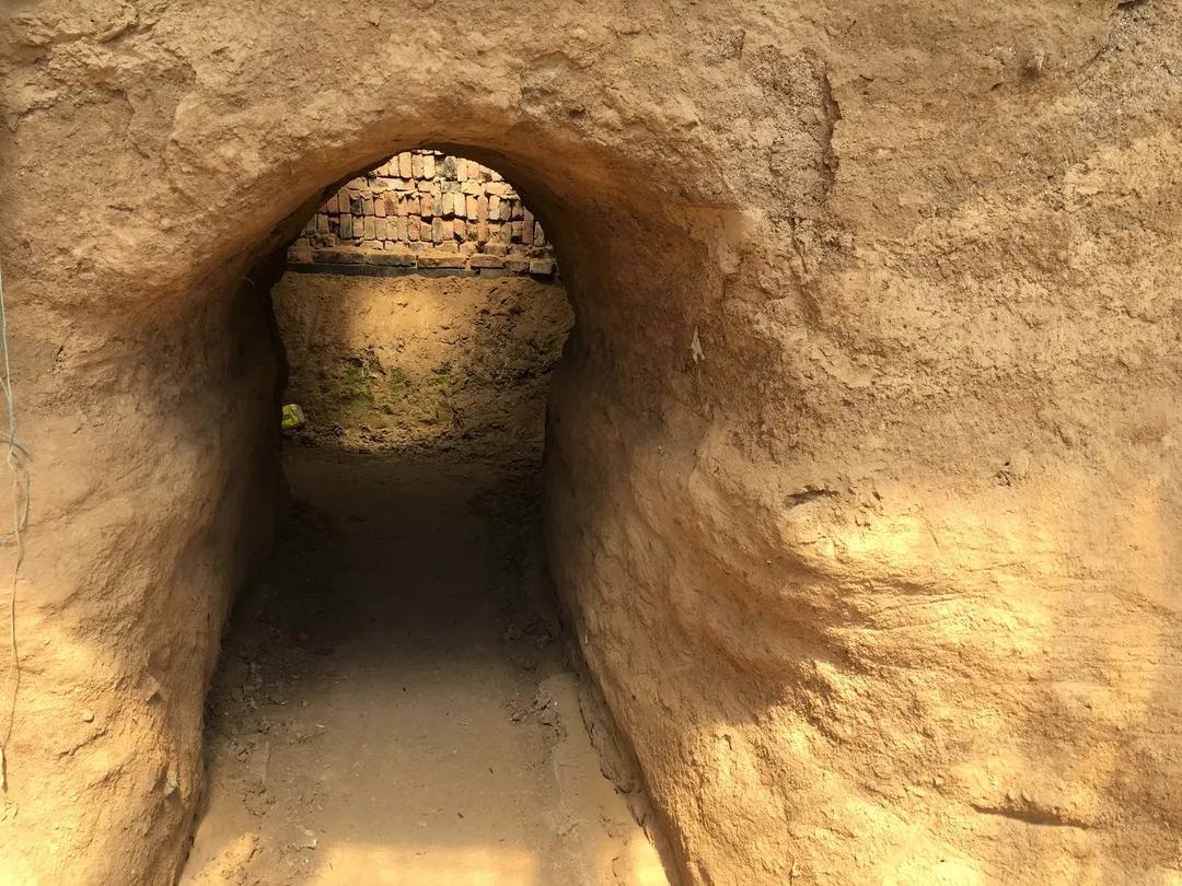 实地探秘：真稀罕，咱济南的大棚里长出成片热带水果？