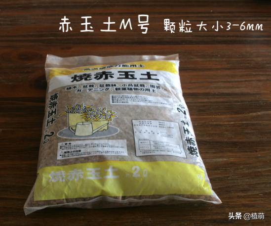 白牡丹叶插苗有多好养,白牡丹徒长修剪