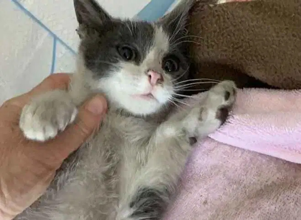 流浪小猫在附近闲逛，暖心的路人捡回家后发现美呆了