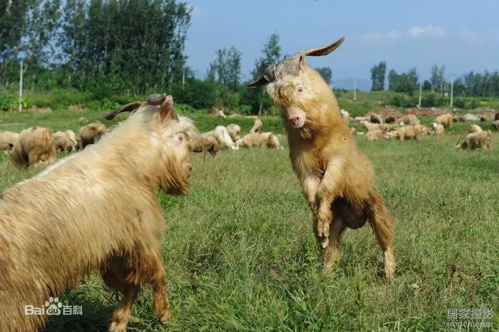 新疆拜城县最新消息今天,拜城最新真实消息