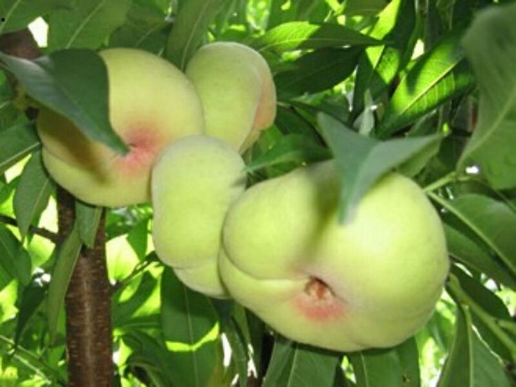 *疆新**是个好地方作者：刘尊鑫