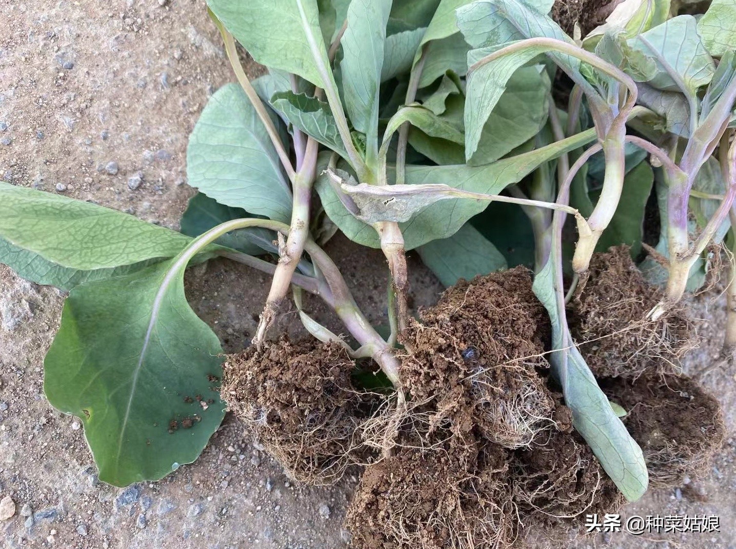 大棚种菜老是死苗是什么原因,阳台种菜为啥老是死苗