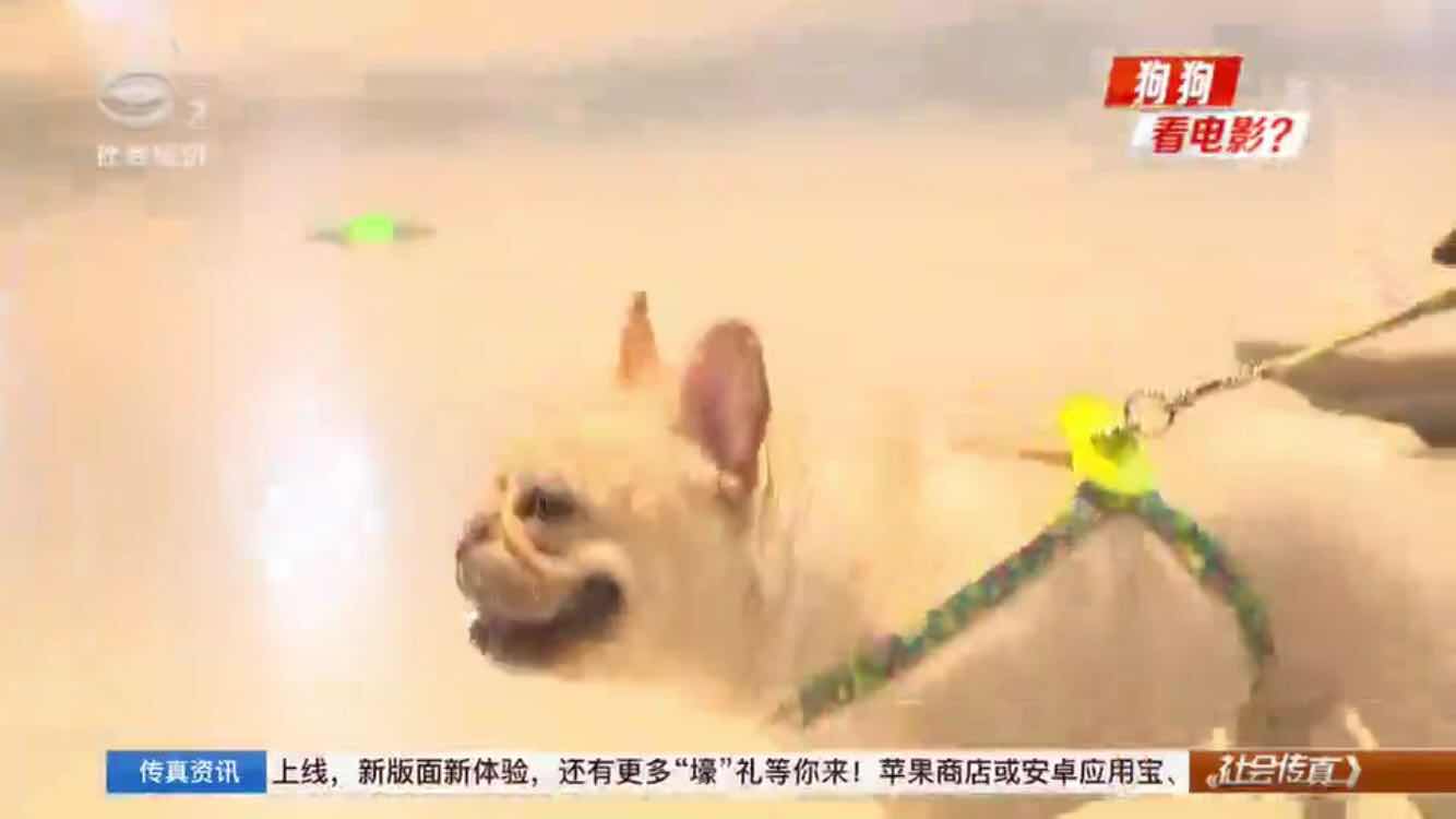 狗狗包场看电影,带狗包场看电影