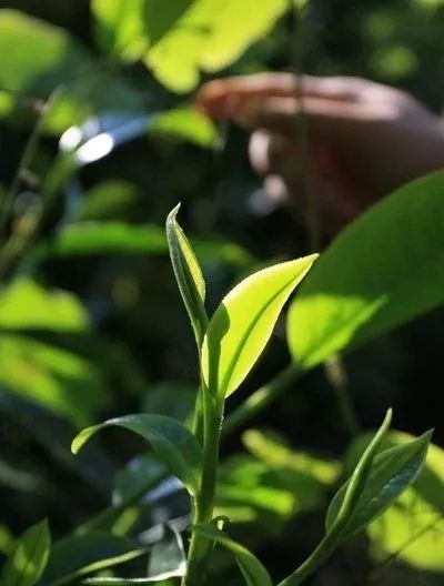 2017年南糯山，饮后半小时仍香甜醉人