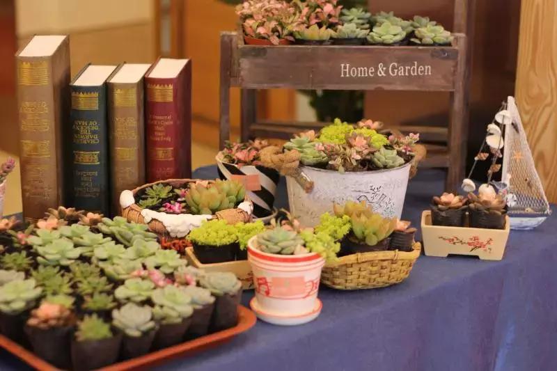 春·绿丨会长大的幸福多肉达人向我看齐！