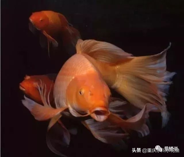 普身蝴蝶鲤和龙凤锦鲤的区别,龙凤锦鲤和蝴蝶锦鲤哪个更贵