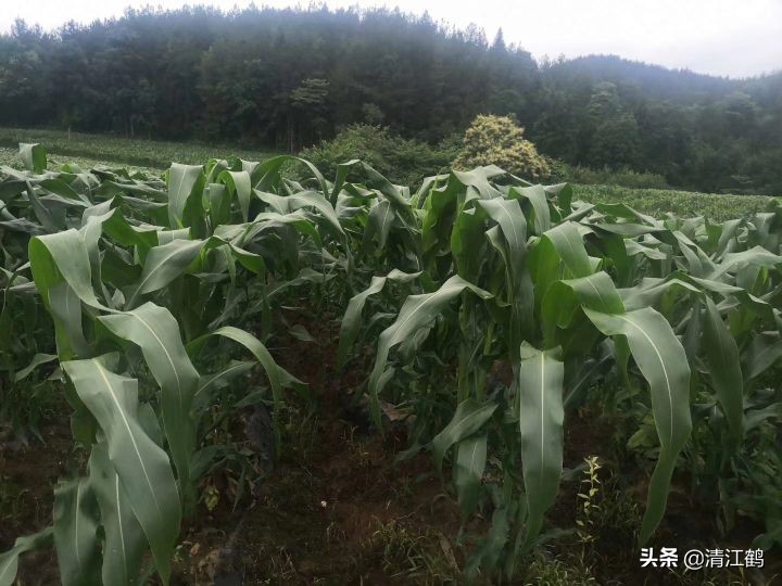 施用除草剂什么时候效果最好,苗前除草剂的效果受哪些因素影响