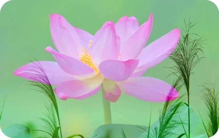 庄稼收成不好怎么办,庄稼常年收成不好