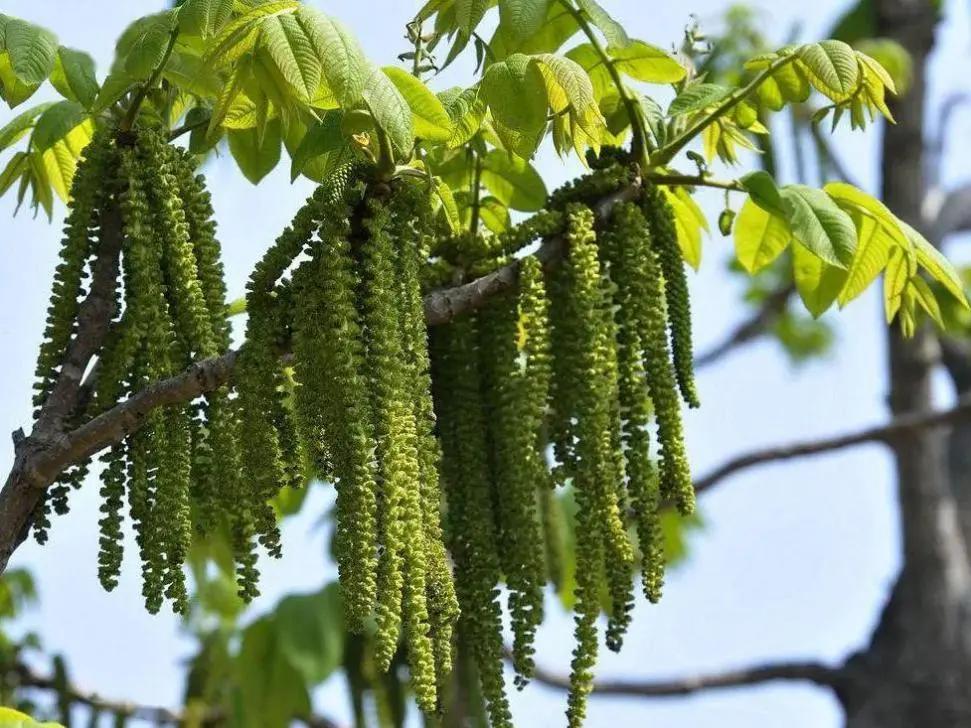 春季花粉过敏性鼻炎多久自己会好,又到了花粉过敏性鼻炎的季节