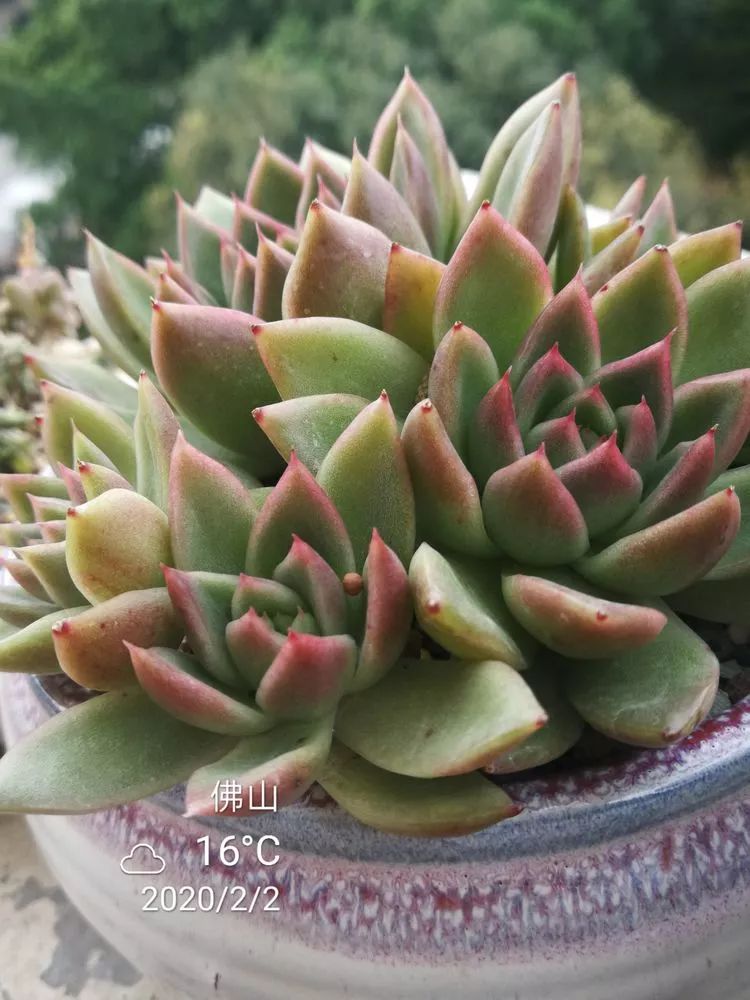 一杯清茶一道暖阳,一杯清茶温暖的时光