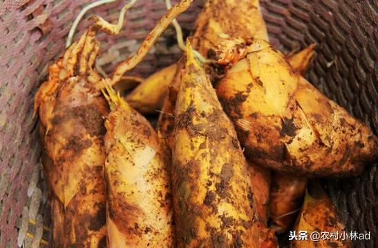 西兰花的功效与作用,冬笋的价格是多少钱一斤