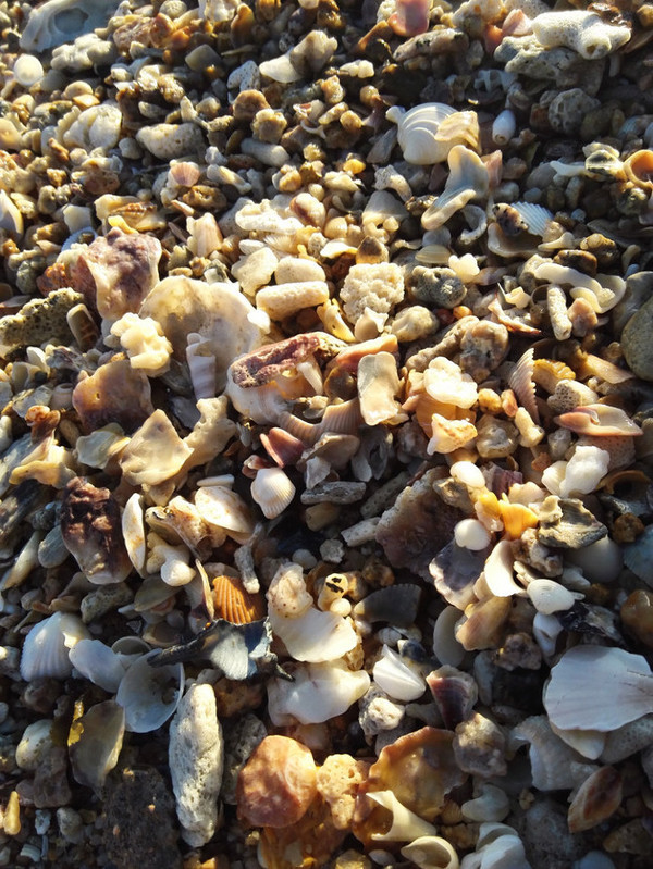 我的海南之旅作文,从海口到三亚感受海南的无限魅力