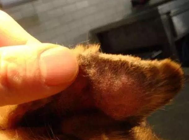 狗耳血肿在家治疗方法,狗耳血肿