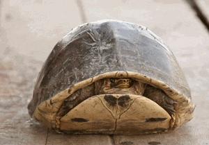 男宝宝到底要不要割包皮？什么时候割合适？家长需要知道