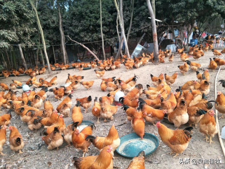 蛋鸡产蛋质量不好怎么办,提高蛋鸡产蛋率的十大技巧