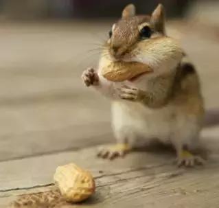 医学证明：翔不仅能吃，还可以治病