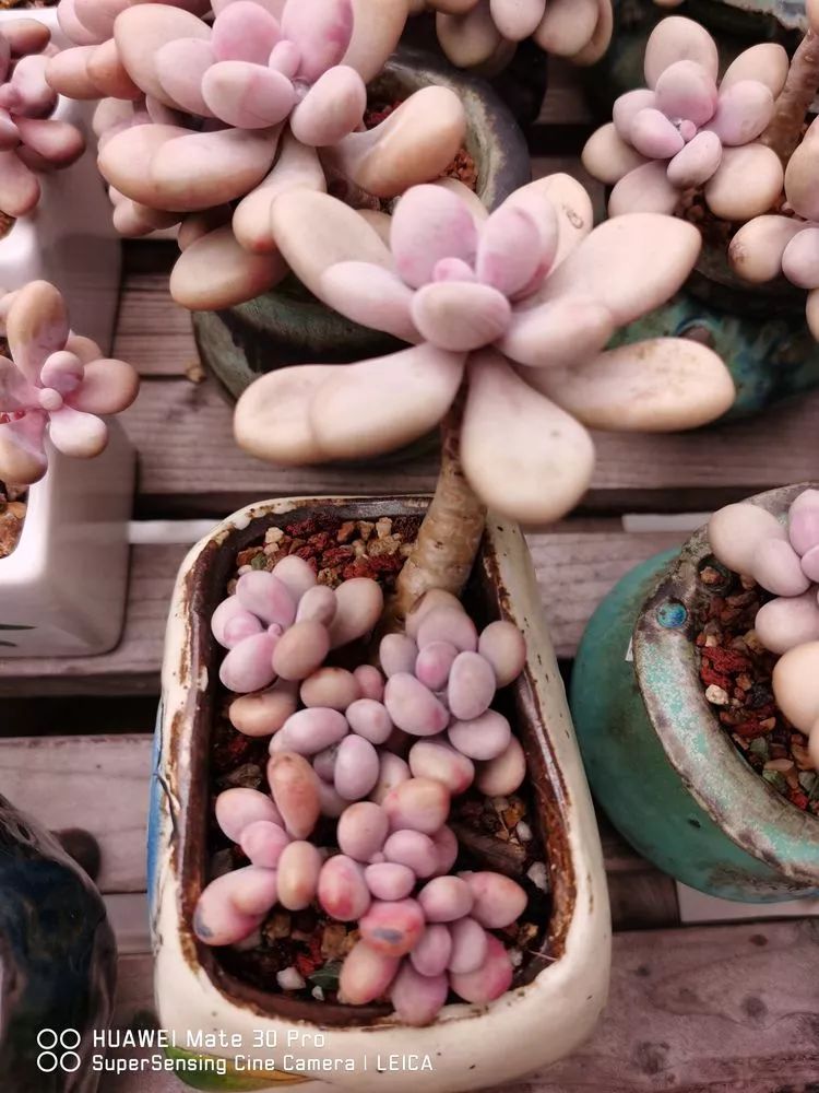 冬日如何更好地养多肉,冬天可以户外养护的多肉