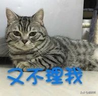 为什么猫咪沉迷吃手指,猫咪为啥沉迷红点
