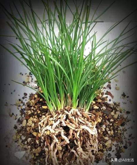 兰花蕙兰十大名品,蕙兰名品大全欣赏