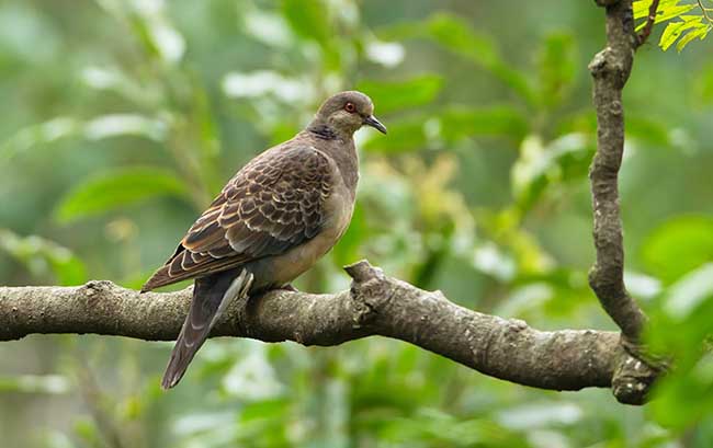 古海州的传说,海州神话传说