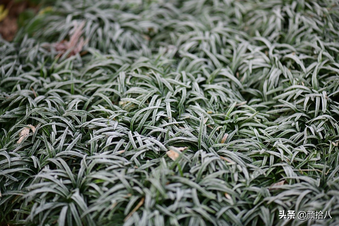 零下9度来袭，花园里的绿色是那么动人|园丁
