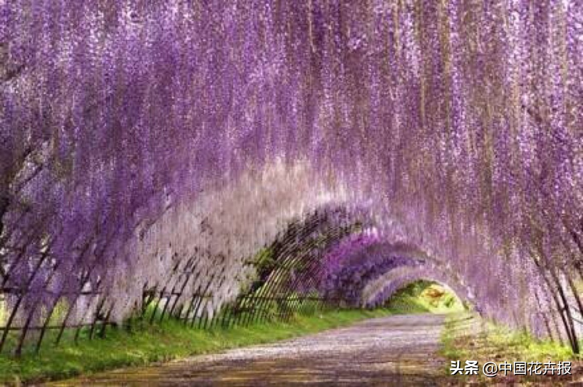 适合花园的花花草草,如何打造四季都有花的花园