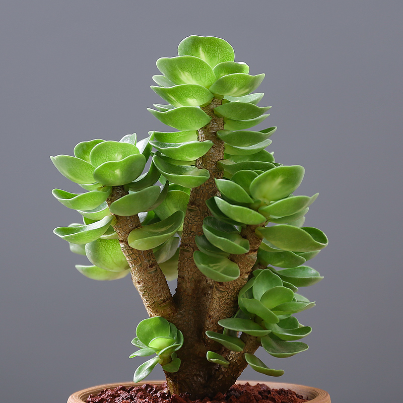 好养的盆栽花卉大全,人养花花