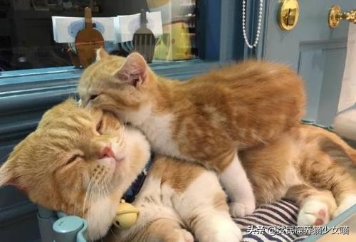 舔猫咪一口猫会有什么反应呢,猫咪特别容易舔毛是怎么回事