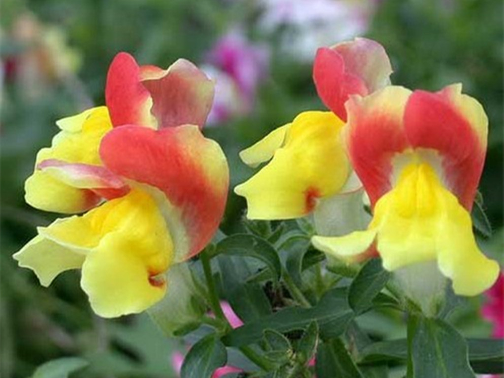 常见易养草花有哪些花卉,草花品种及花名图片欣赏大全