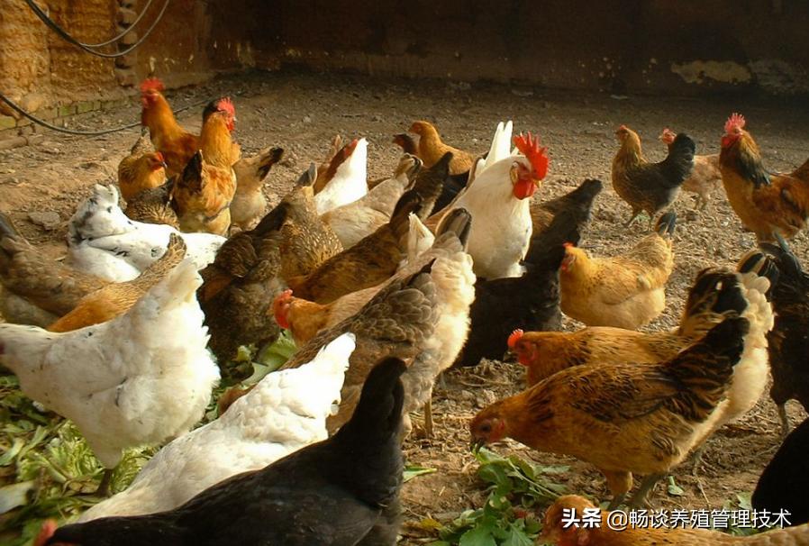 鸡挑食是怎么回事,鸡厌食鸡挑食怎么办