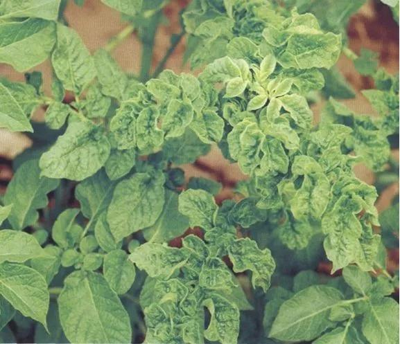 马铃薯的地下害虫有哪些,马铃薯种植技术及病虫害防治