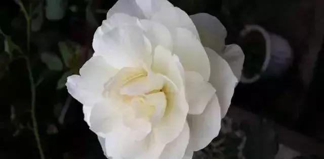 4000种不一样的玫瑰品种大全,100种玫瑰品种图鉴大全