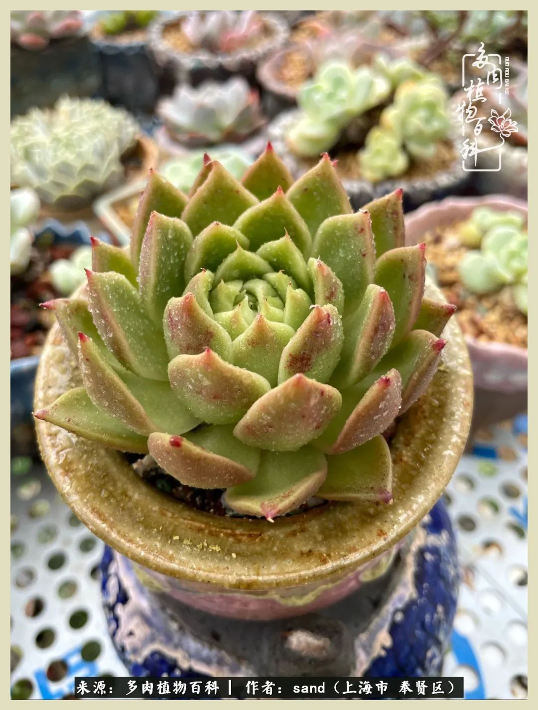 多肉垂落下去该怎么办,多肉在三伏天怎么度夏