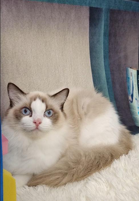 布偶猫贵在哪里,怎么挑选一只好的布偶猫