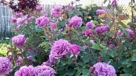 每天学习一点点花卉,100种常见玫瑰品种