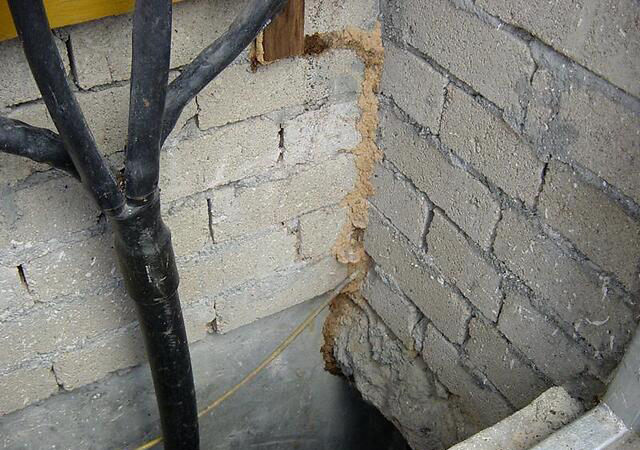 怎么消灭白蚁彻底根除,能喷灭白蚁又不伤害树苗的方法