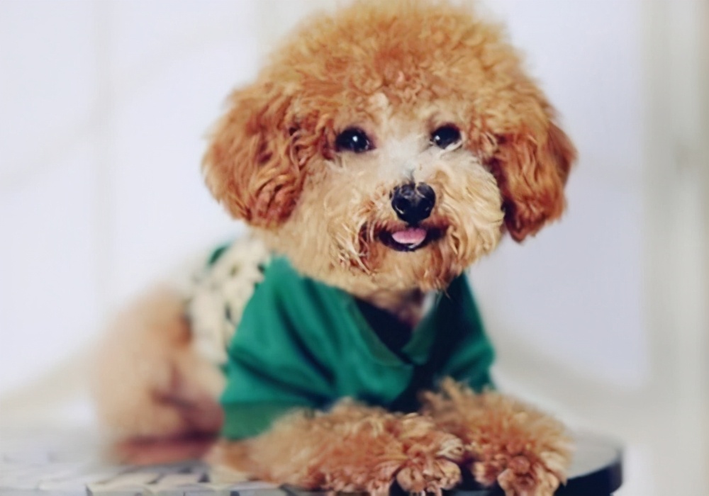 鎴堣禐鐙楃伯鐨勪紭缂虹偣,鎴堣禐