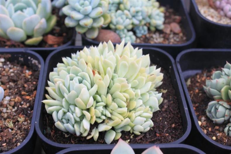 多肉用黑方盆还是白方盆,种多肉用黑方好还是白方好