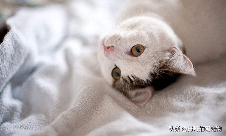 家有小馋猫全集,家有小馋猫怎么办