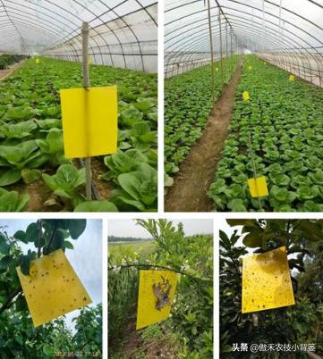 蚜虫的正确防治方法,蚜虫怎么防治才能彻底消灭