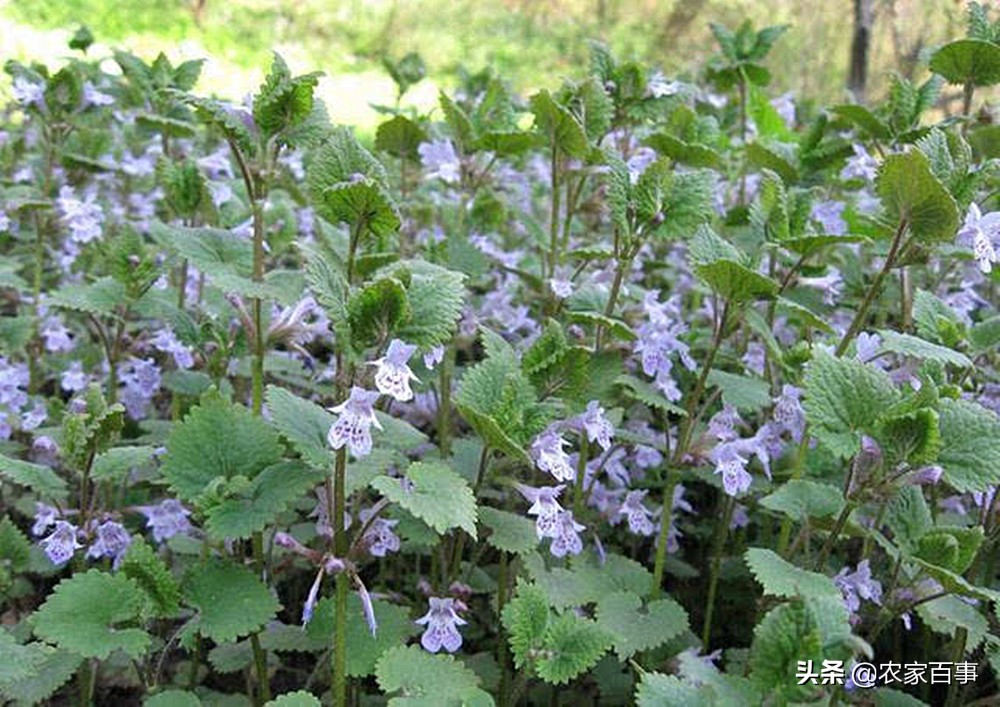 活血丹和积雪草有什么区别,如何辨别活血丹与积雪草
