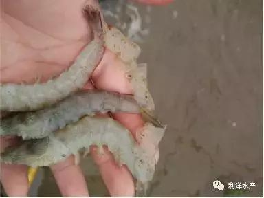 小棚虾养殖，对虾“蜕壳肉段”、黑鳃褐斑综合症，怎么办？