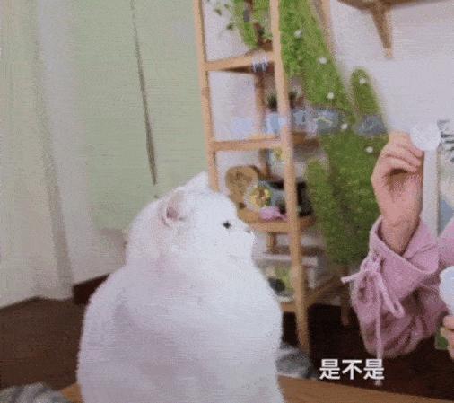 我们败了两款新型“猫*品毒**”孝敬主子，你猜哪种比较受猫欢迎？