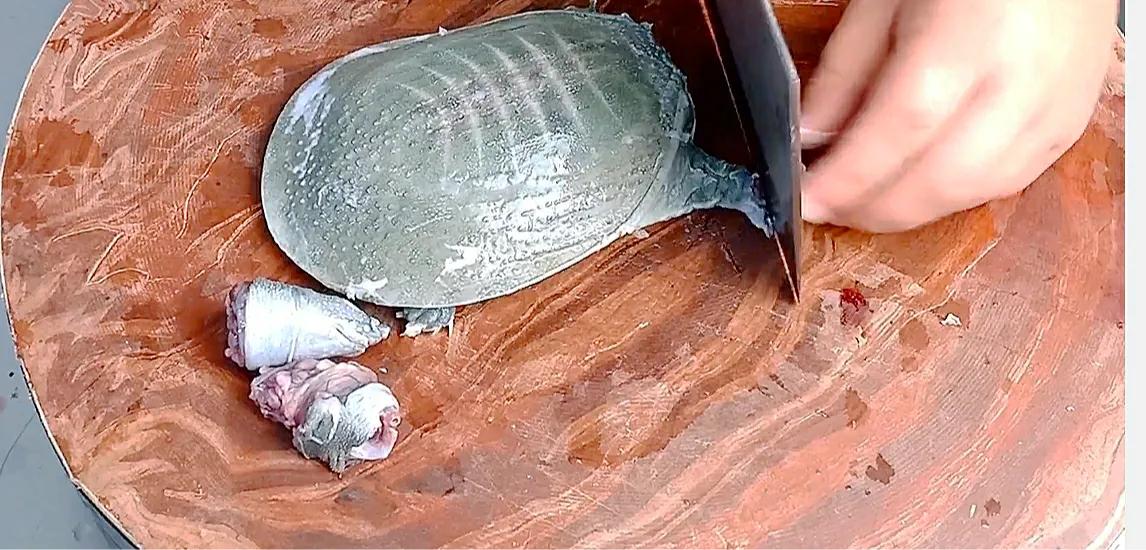 甲鱼要除掉什么部位,甲鱼要不要去皮呀