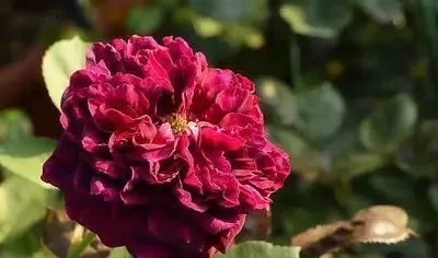 一万年一次的2020520；一起认识100种玫瑰~别送错啊