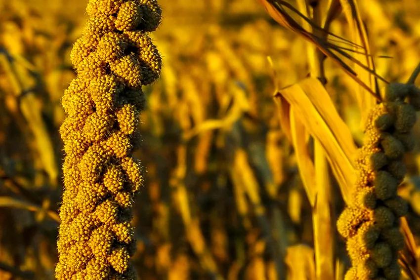 米脂小米最好的牌子是哪个,延安小米好还是米脂小米好