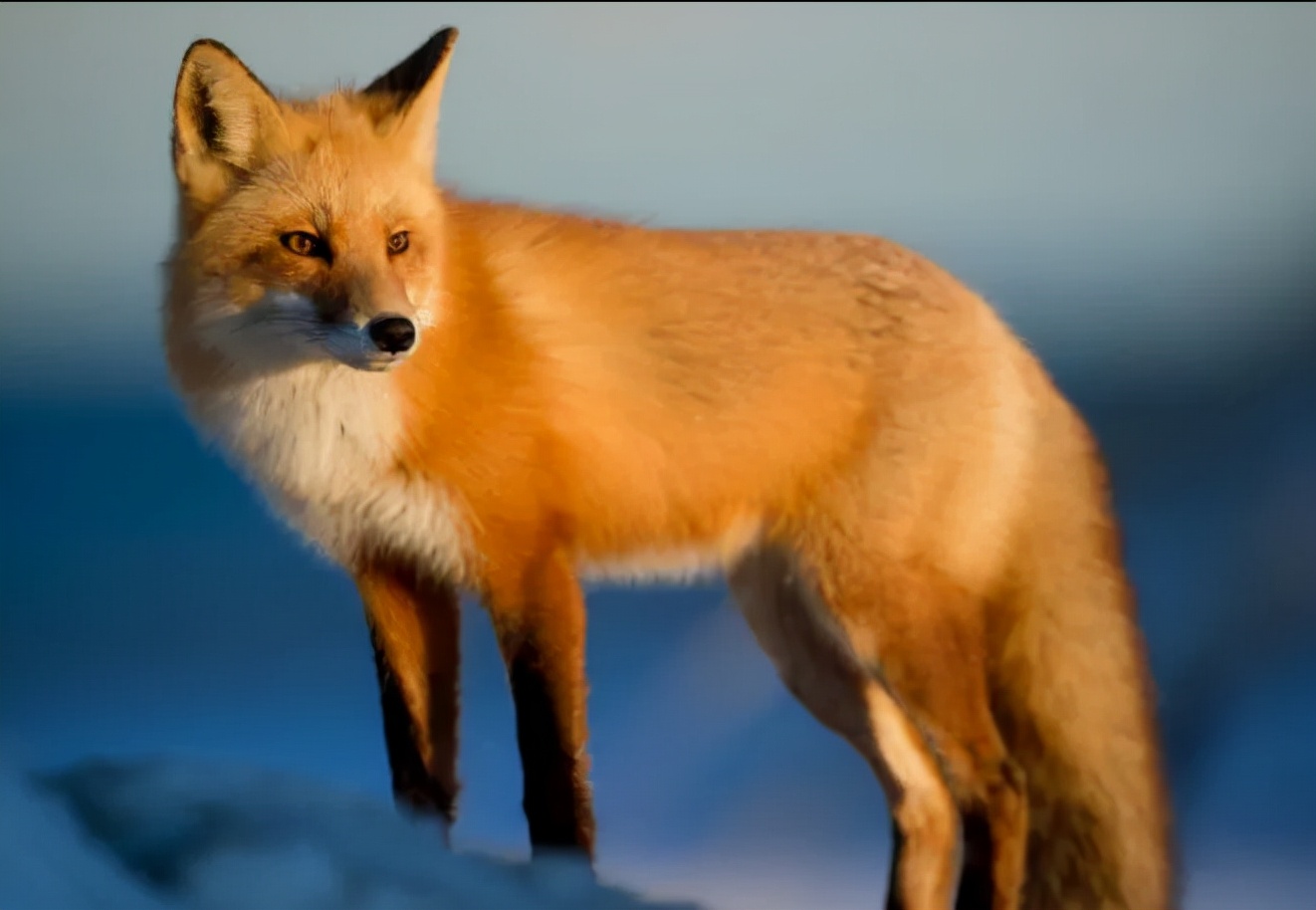 这本充满诡谲、弱肉强食的《列那狐》,我为什么强烈给孩子推荐